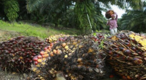 Aturan Uni Eropa Ancam Nasib Petani Sawit Indonesia?