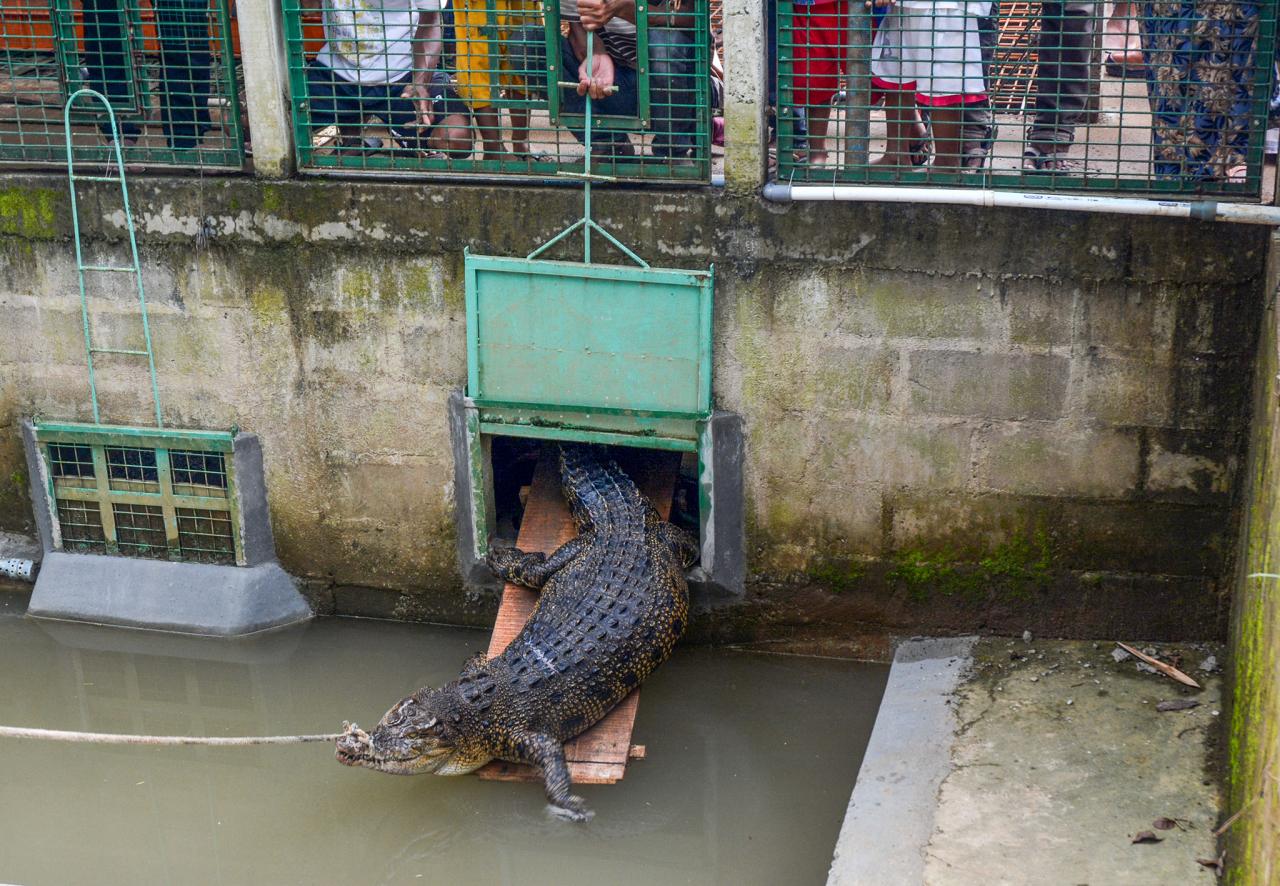 Nasib Penangkaran Buaya di Cianjur: Relokasi Didesak Usai Puluhan Ekor Lepas!