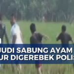 Aduhai! Ayam Aduan Terlantar, Penjudi Kabur!