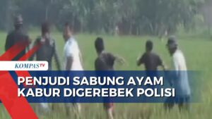 Aduhai! Ayam Aduan Terlantar, Penjudi Kabur!
