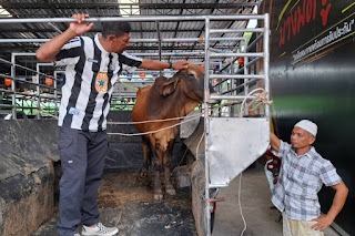 Beli Mobil Bekas, Dapat Sapi Kurban! 1 Beli Mobil Bekas, Dapat Sapi Kurban!