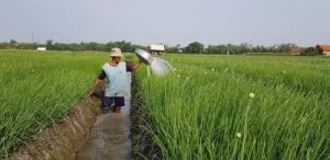 Petani Modern? Gen Z Raup Cuan Menggiurkan!