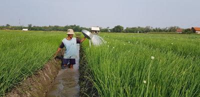 Petani Modern? Gen Z Raup Cuan Menggiurkan!