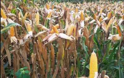 Wah, Tanam Jagung Raksasa! Indonesia Bidik Swasembada Pangan