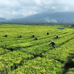 Kebun Teh Jadi Sawit? PTPN Buka Suara Soal Isu di Simalungun