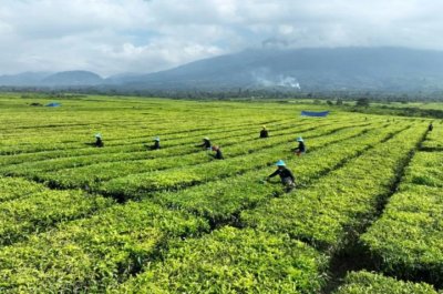 Kebun Teh Jadi Sawit? PTPN Buka Suara Soal Isu di Simalungun