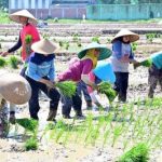 Bibit Unggul Jadi Kunci, Kadin: Ketahanan Pangan RI Masih Terganjal!