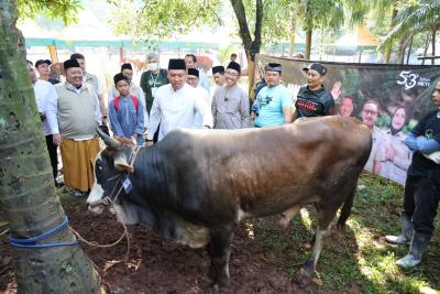 Indonesia Banjir Hewan Kurban! Surplus 800 Ribu Ekor, Stok Aman Sentosa!