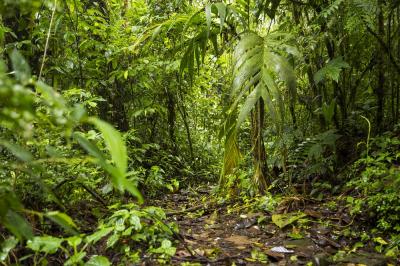 Hutan RI Simpan Harta Karun Tersembunyi
