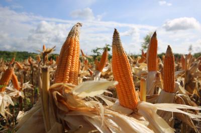Panen Jagung Lampung Melejit di Tengah Ancaman 5 Panen Jagung Lampung Melejit di Tengah Ancaman