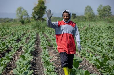 Petani Ungkap Rahasia Panen Saat Kemarau Panjang 5 Petani Ungkap Rahasia Panen Saat Kemarau Panjang