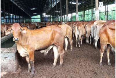 Terungkap Proyek Rp17 T Ubah Wajah Peternakan RI 5 Terungkap Proyek Rp17 T Ubah Wajah Peternakan RI