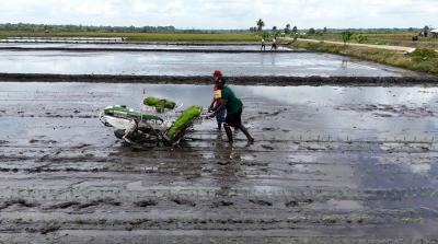 Terungkap Produksi Padi RI Kebal El Nino 7 Terungkap Produksi Padi RI Kebal El Nino